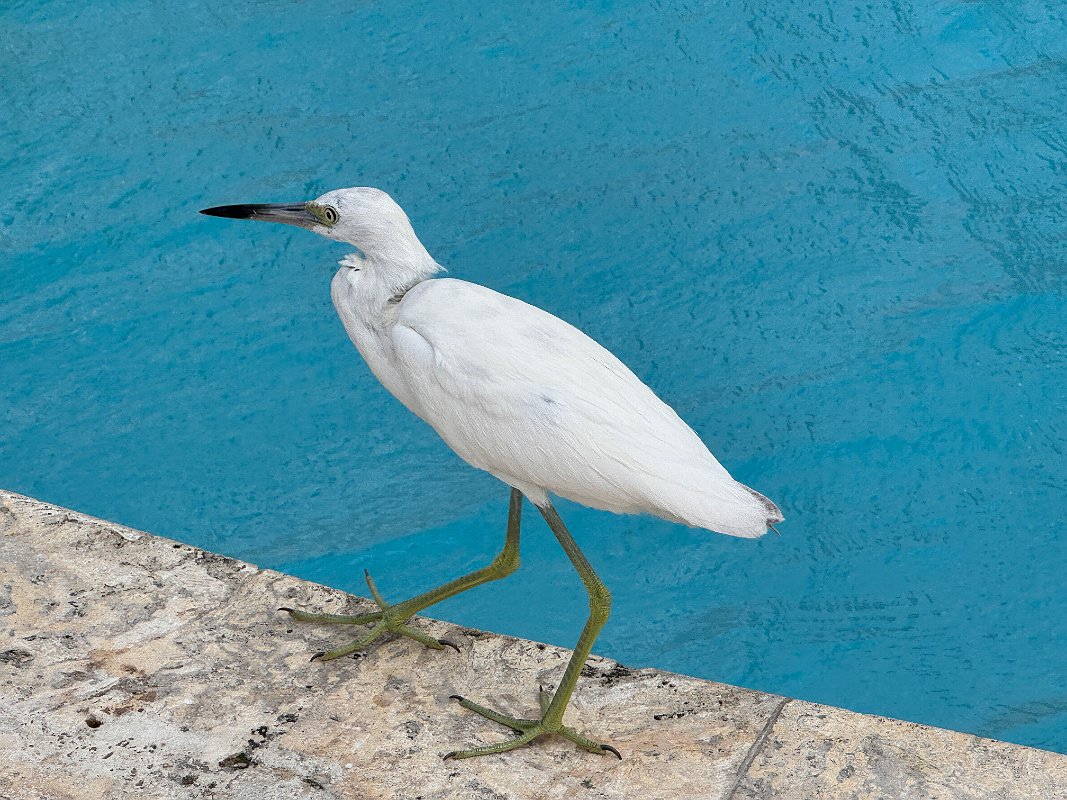 Jamaica_Dec2023 (95)