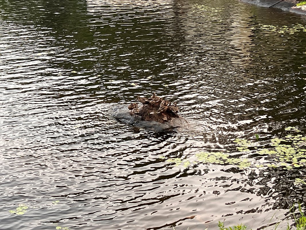 Muskoka_Cottage_Jul2023 (11)