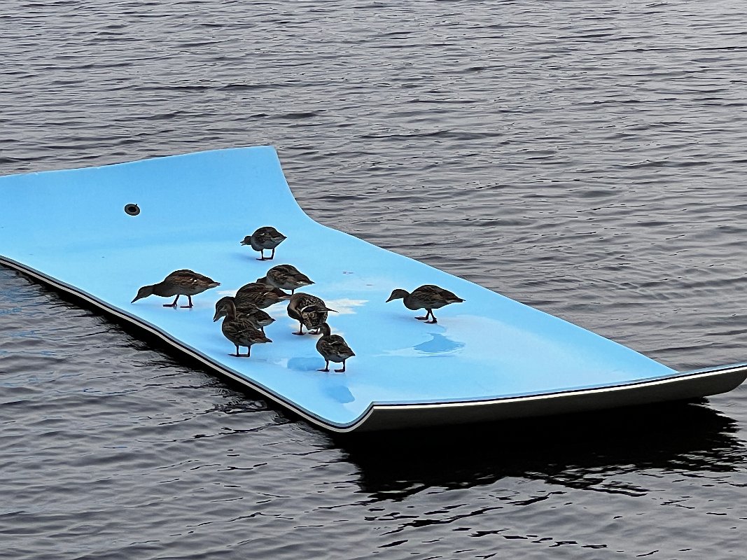 Muskoka_Cottage_Jul2023 (7)