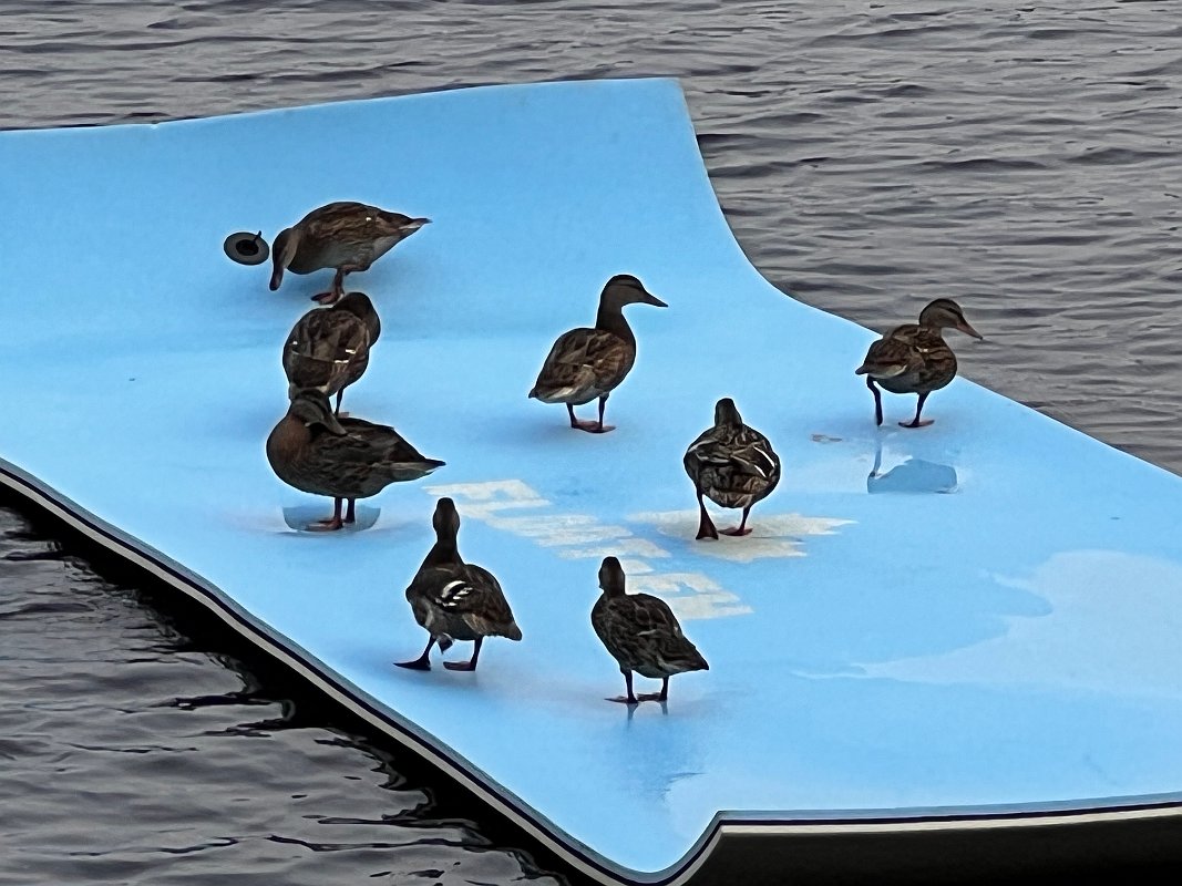 Muskoka_Cottage_Jul2023 (9)