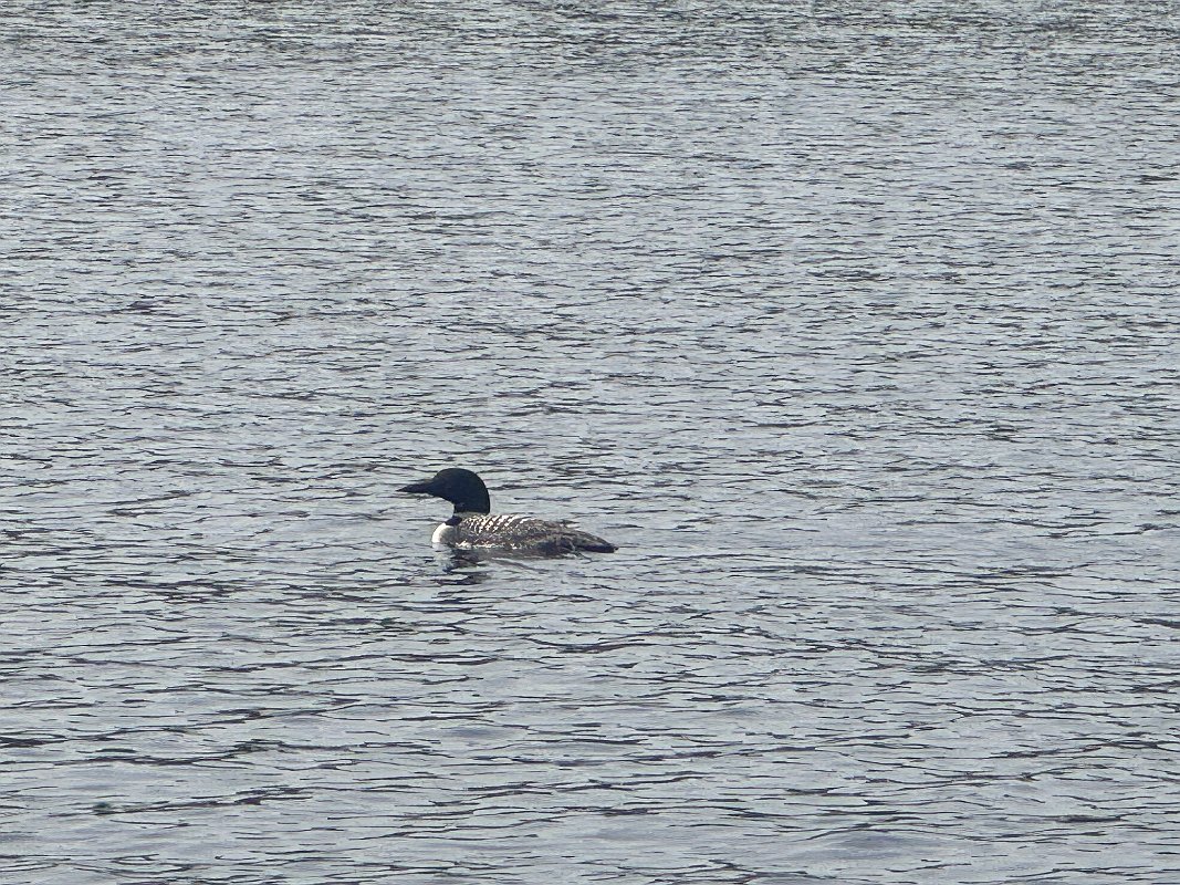 Cottage_Aug2024 (40)